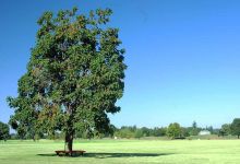 درخت پالونیا