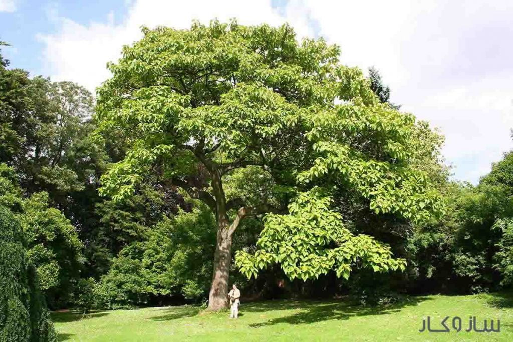 بزرگترین درخت پالونیا