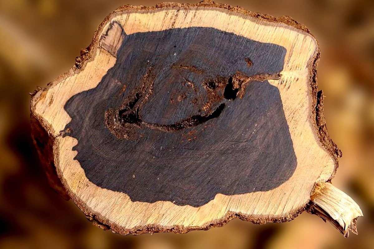 چوب آبنوس چیست؟ | با ویژگی ها و کاربردهای چوب آبنوس بیشتر آشنا شوید